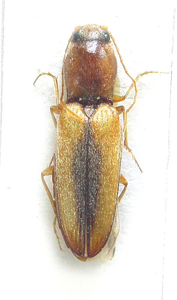 Neocardiophorus pilicornis