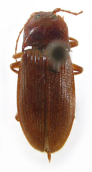 Neocsikia nepalensis