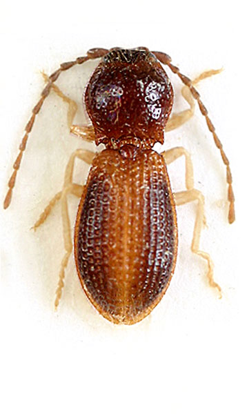 Neodima sichuanensis