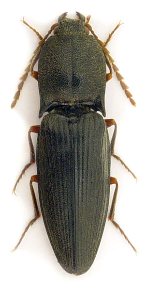 Neopristilophus insitivus