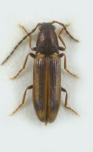 Odontoderus gurjevae