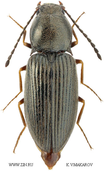 Oedostethus aeneocollis