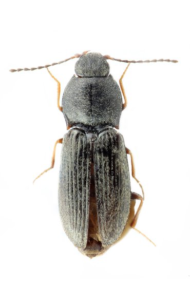 Oedostethus ambiguus