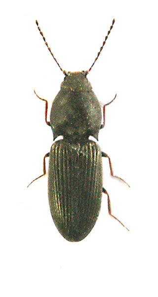 Oedostethus graniger