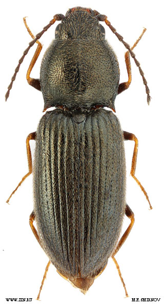 Oedostethus graniger