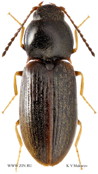 Oedostethus kolymensis