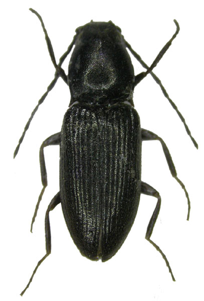 Oedostethus latissimus