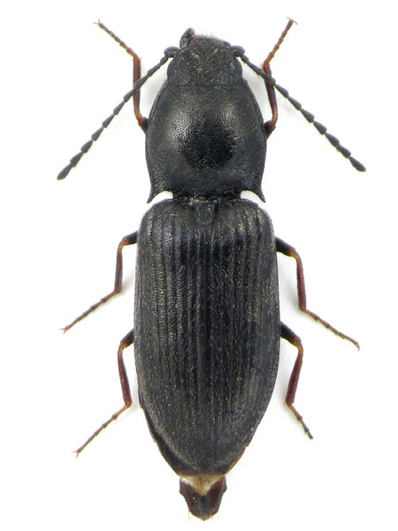 Oedostethus latissimus