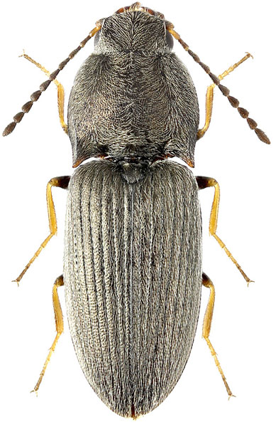 Oedostethus minutulus