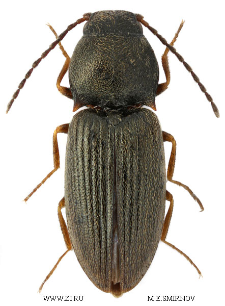 Oedostethus petrenkoi