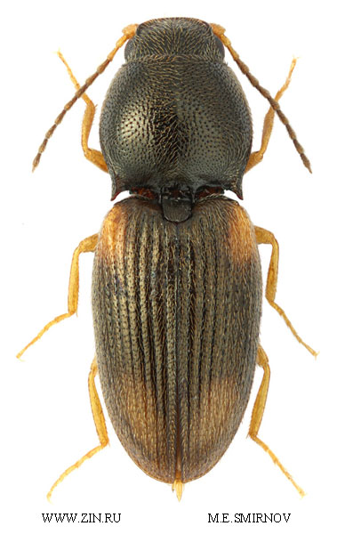 Oedostethus quadrillum