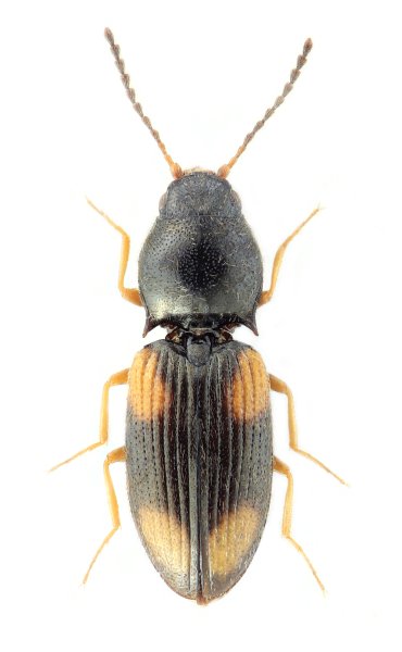 Oedostethus quadrillum