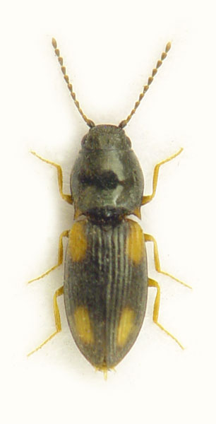 Oedostethus quadripustulatus