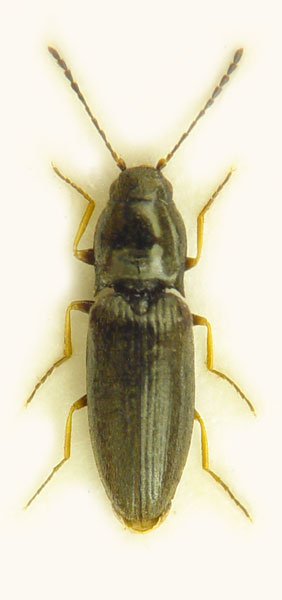 Oedostethus tenuicornis