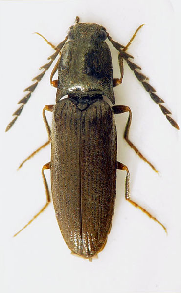 Orithales serraticornis