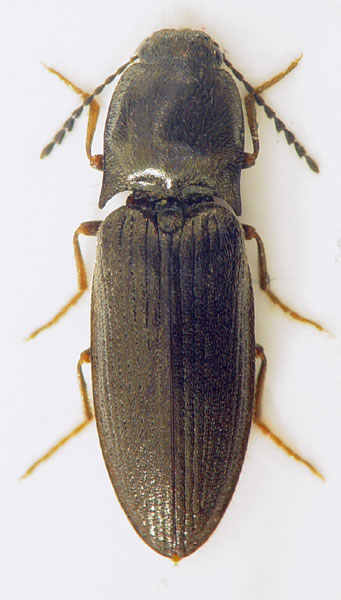 Orithales serraticornis