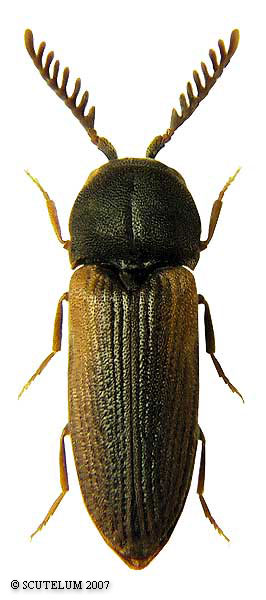 Otho sphondyloides