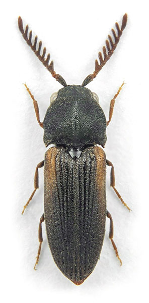 Otho sphondyloides