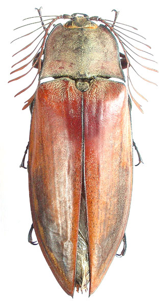 Oxynopterus mucronatus