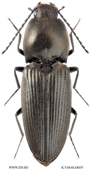 Paracardiophorus coreanus