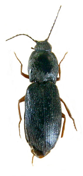 Paracardiophorus kaszabi