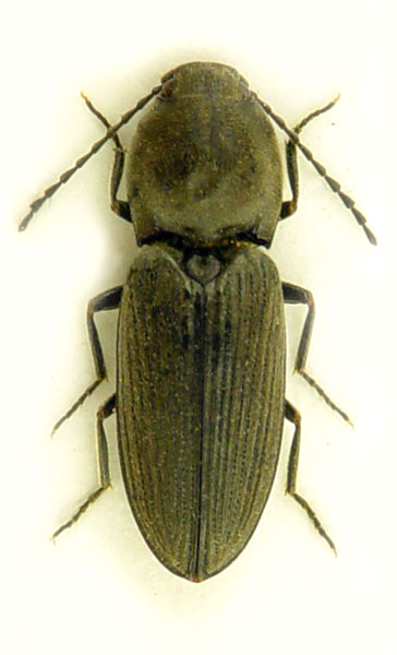 Paracardiophorus musculus