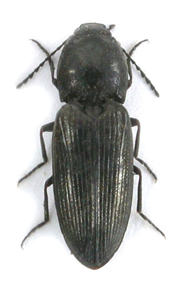 Paracardiophorus pullatus