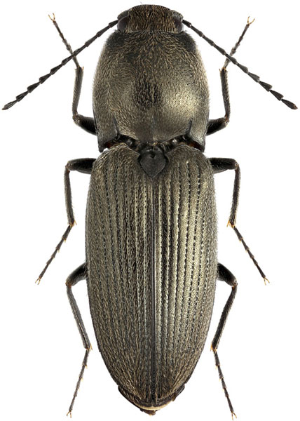 Paracardiophorus pullatus