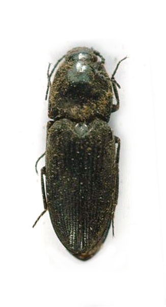 Paracardiophorus rostovensis