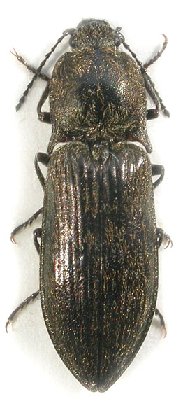 Paraphotistus auronebulosus