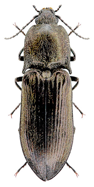 Paraphotistus auronebulosus