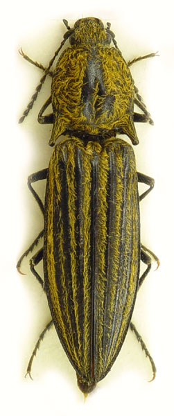 Paraphotistus baerii