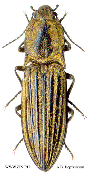 Paraphotistus baerii