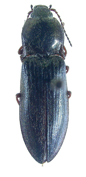 Paraphotistus cordialis