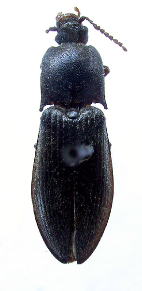 Paraphotistus imitatus