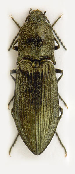 Paraphotistus impressus