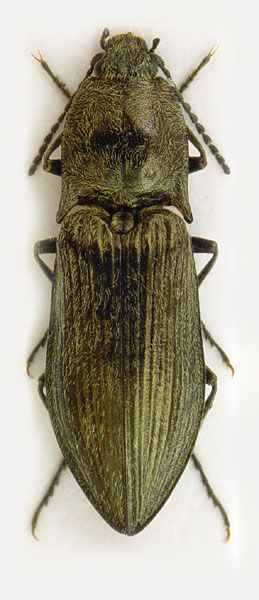 Paraphotistus impressus