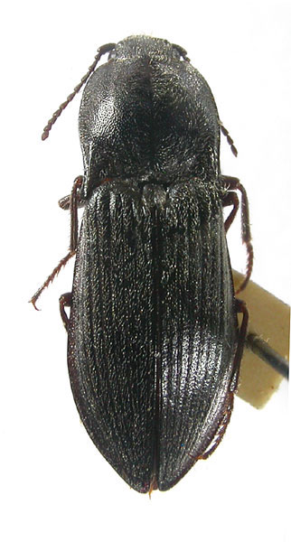 Paraphotistus kabakovi