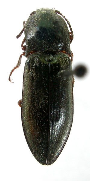 Paraphotistus obscuroaeneus