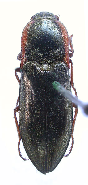 Paraphotistus przewalskyi