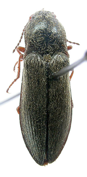 Paraphotistus semenovi