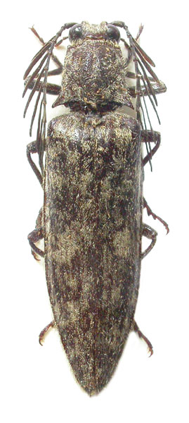 Pectocera indica