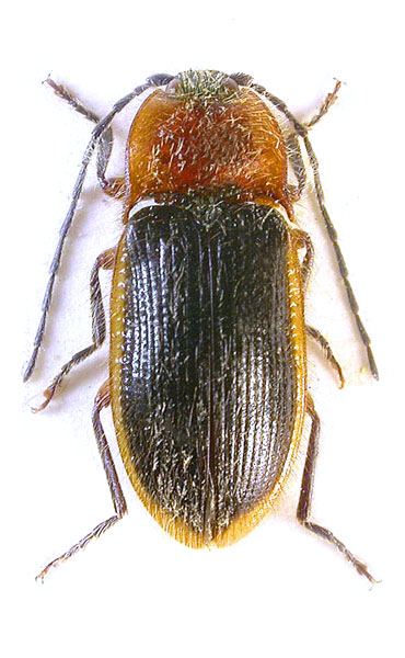 Penia cinctipennis