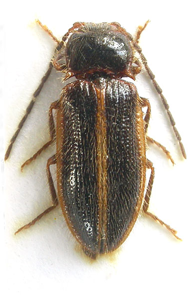 Penia gauchoana