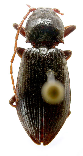 Penia longicornis