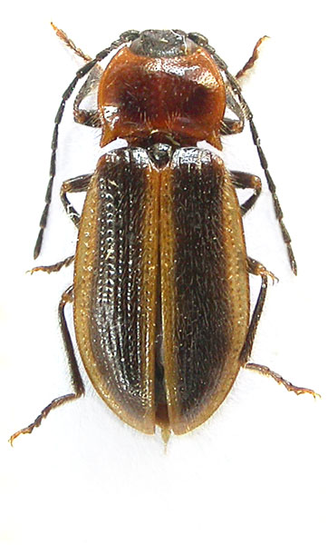 Penia lushanensis