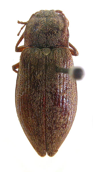 Penia sachtleiberi