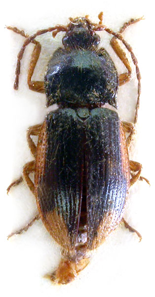 Penia similis