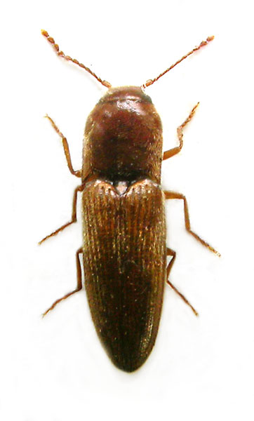 Peripontius dentatus