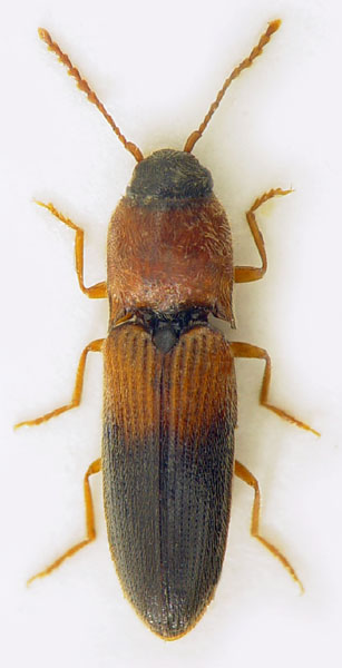 Peripontius dimidiatipennis